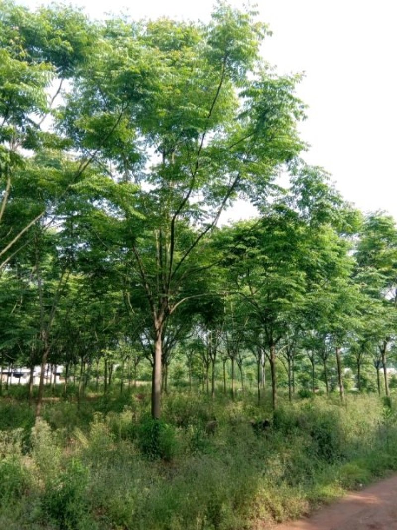 栾树黄山栾树苗圃直供批发上货快可视频看货