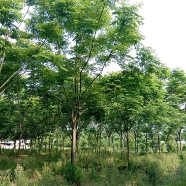 栾树黄山栾树苗圃直供批发上货快可视频看货