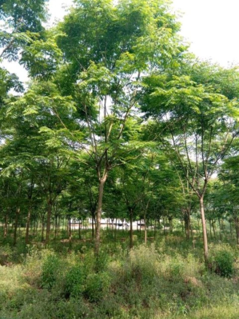 栾树黄山栾树苗圃直供批发上货快可视频看货