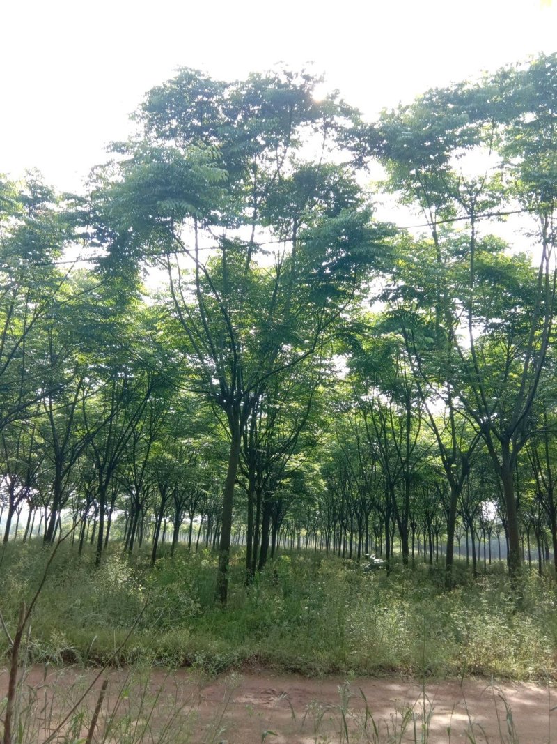 栾树黄山栾树苗圃直供批发上货快可视频看货