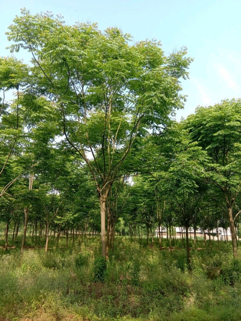 栾树黄山栾树苗圃直供批发上货快可视频看货