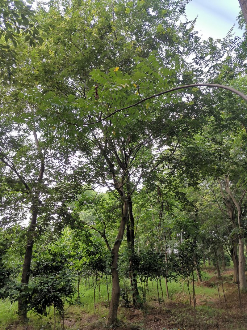 朴树苗圃移植全冠朴树上货快成活率高