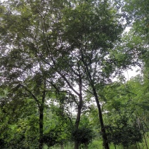 朴树苗圃移植全冠朴树上货快成活率高