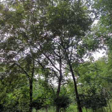 朴树苗圃移植全冠朴树上货快成活率高