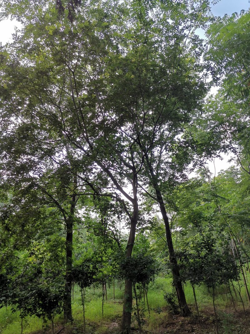 朴树苗圃移植全冠朴树上货快成活率高
