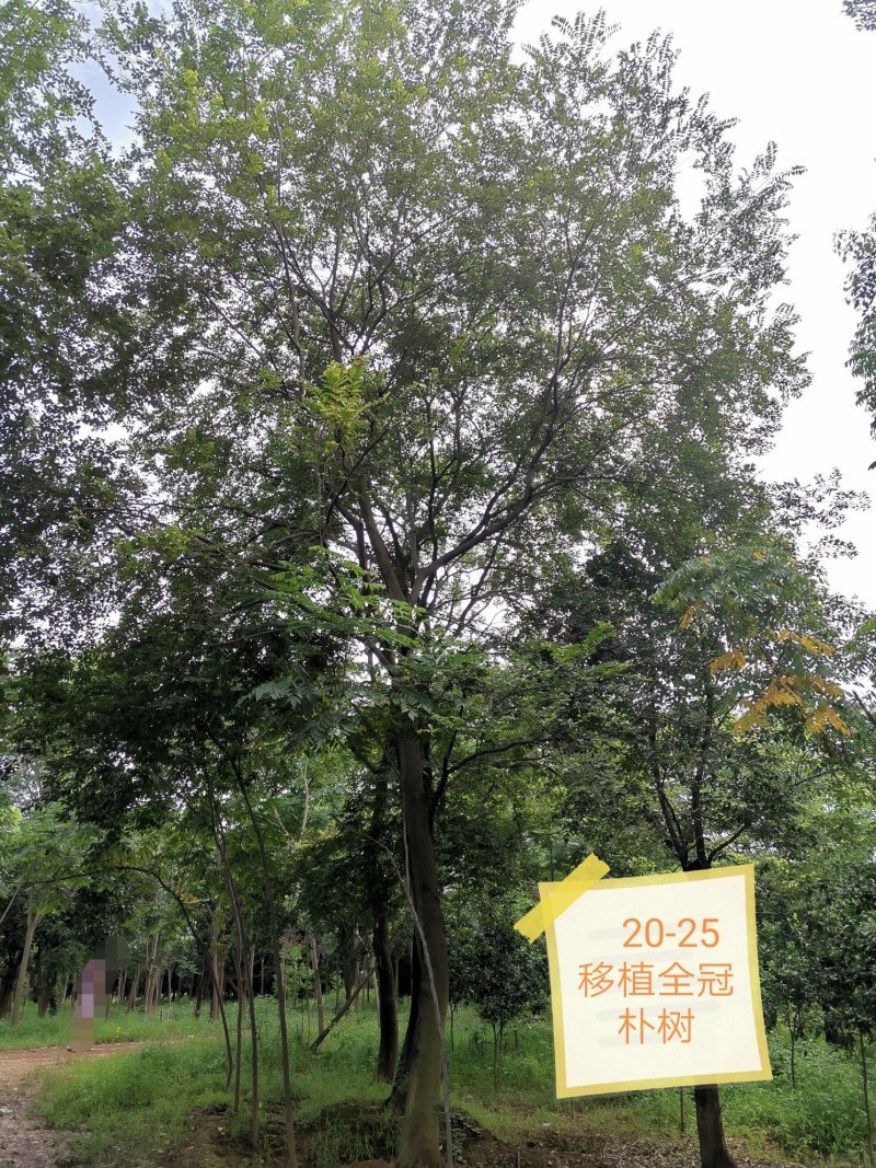 朴树苗圃移植全冠朴树上货快成活率高