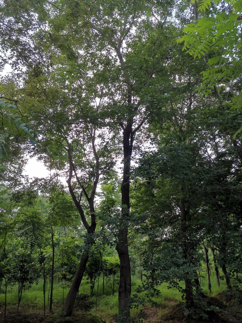 朴树苗圃移植全冠朴树上货快成活率高