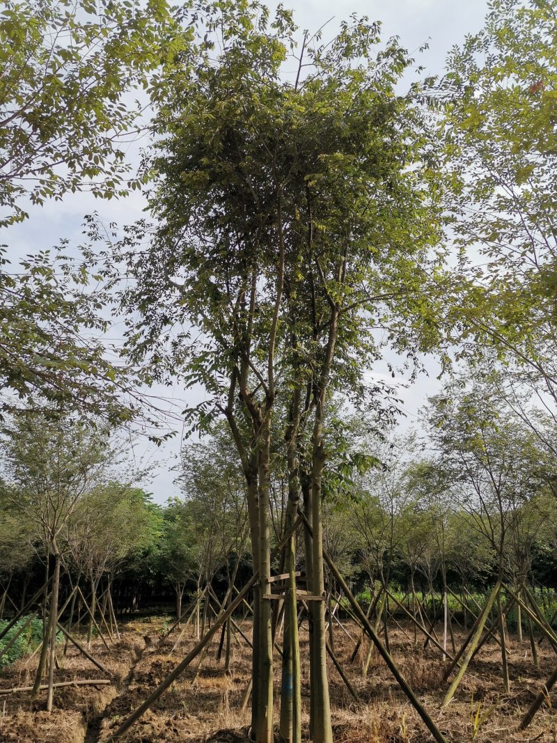 丛生朴树多杆朴树多头朴树苗圃直供支持视频现场选货