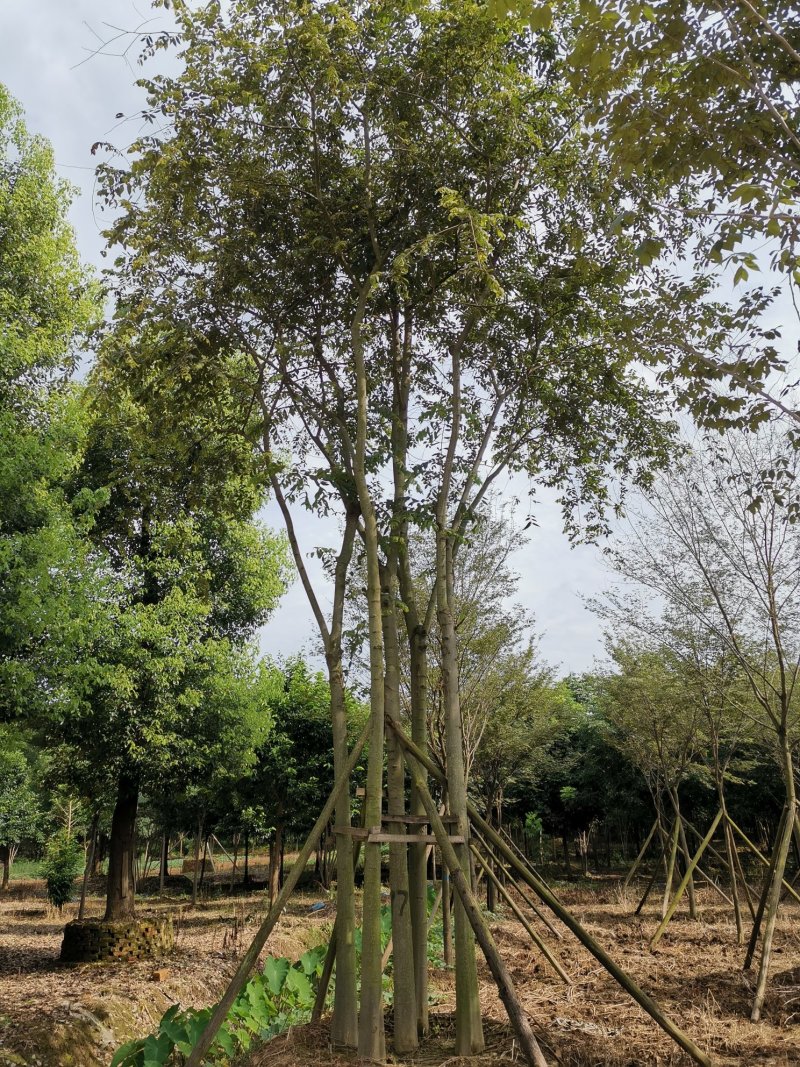 丛生朴树多杆朴树多头朴树苗圃直供支持视频现场选货