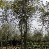 丛生朴树多杆朴树多头朴树苗圃直供支持视频现场选货