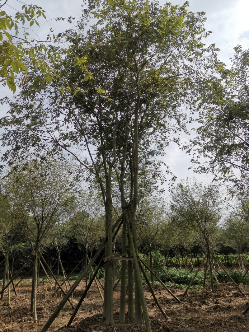 丛生朴树多杆朴树多头朴树苗圃直供支持视频现场选货