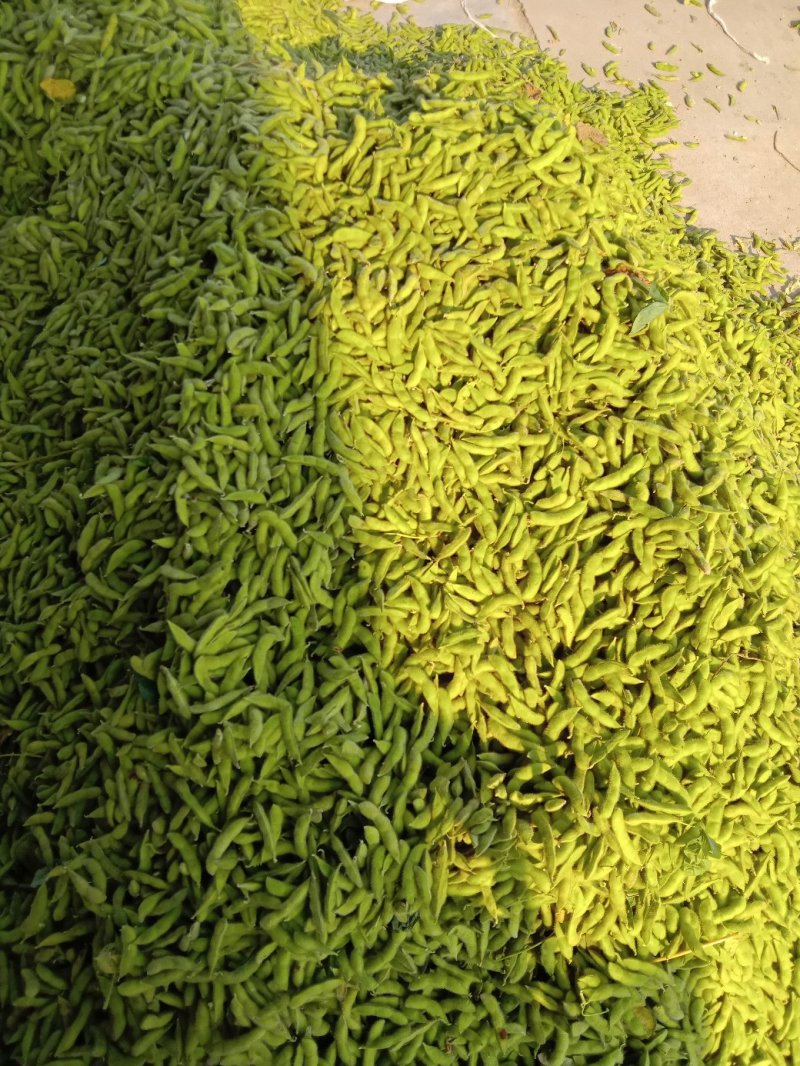 毛豆