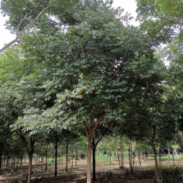 无患子苗圃直供树形优美湖南益阳绿青苗木