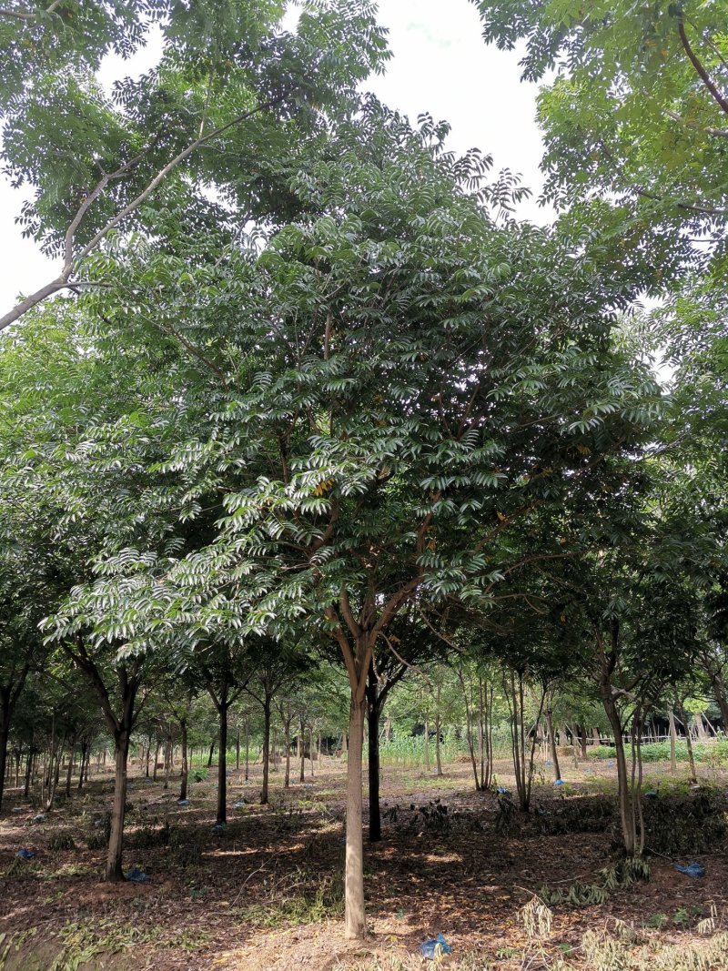 无患子苗圃直供树形优美湖南益阳绿青苗木