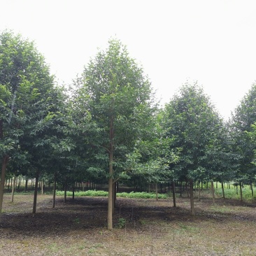 乐昌含笑苗圃直供15-20苗圃直供批发