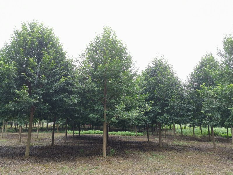 乐昌含笑苗圃直供15-20苗圃直供批发