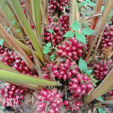 草果苗