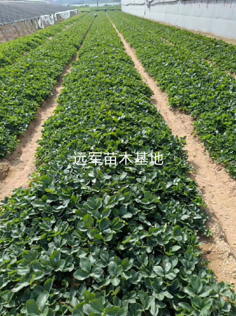 牛奶草莓苗隋株草莓苗现挖苗高成活率假一赔十