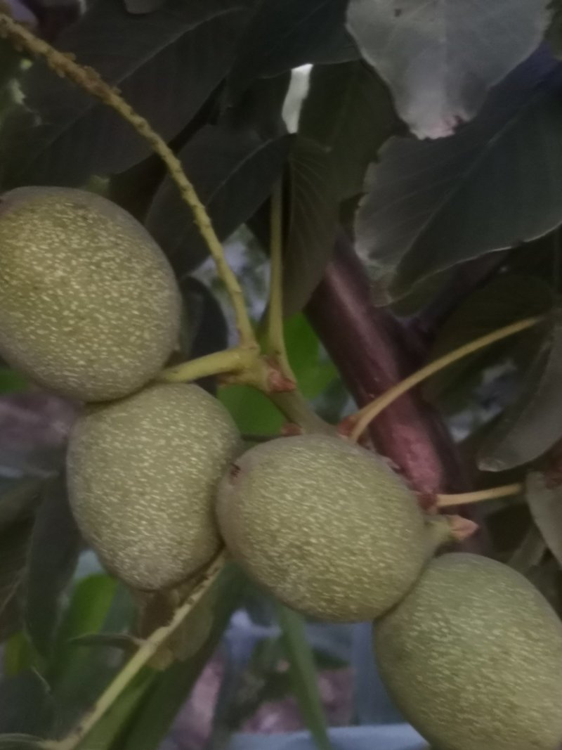 大红袍花椒干，鲜椒