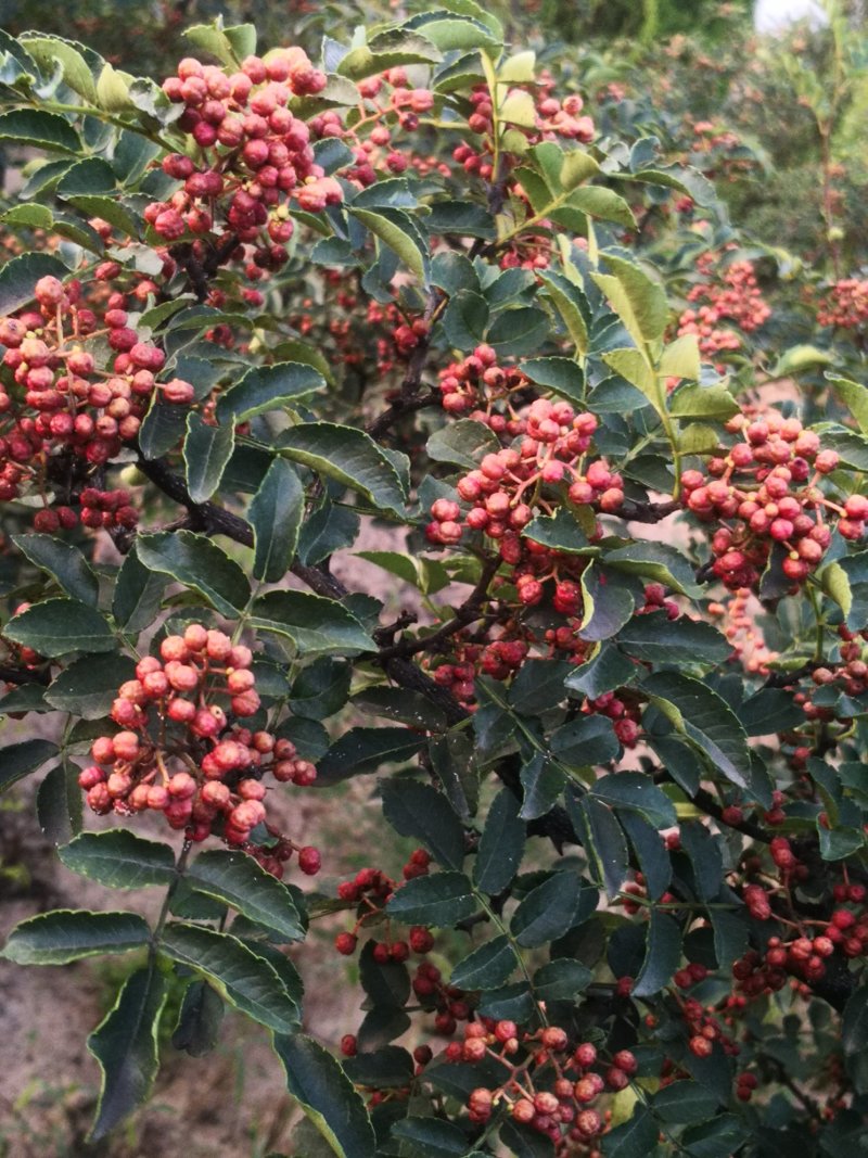 大红袍花椒干，鲜椒