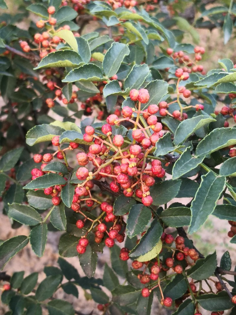 大红袍花椒干，鲜椒