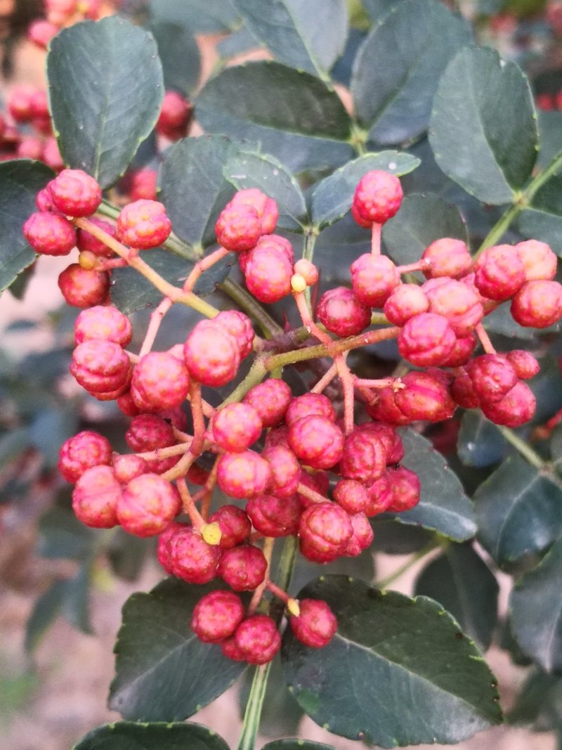 大红袍花椒干，鲜椒