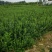 绿化苗木大小叶扶芳藤工程苗小苗床苗扶芳藤毛球净球