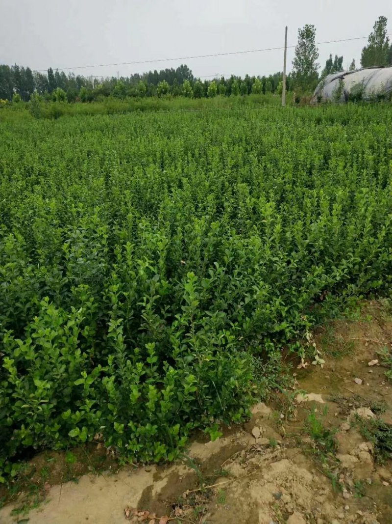 绿化苗木大小叶扶芳藤工程苗小苗床苗扶芳藤毛球净球