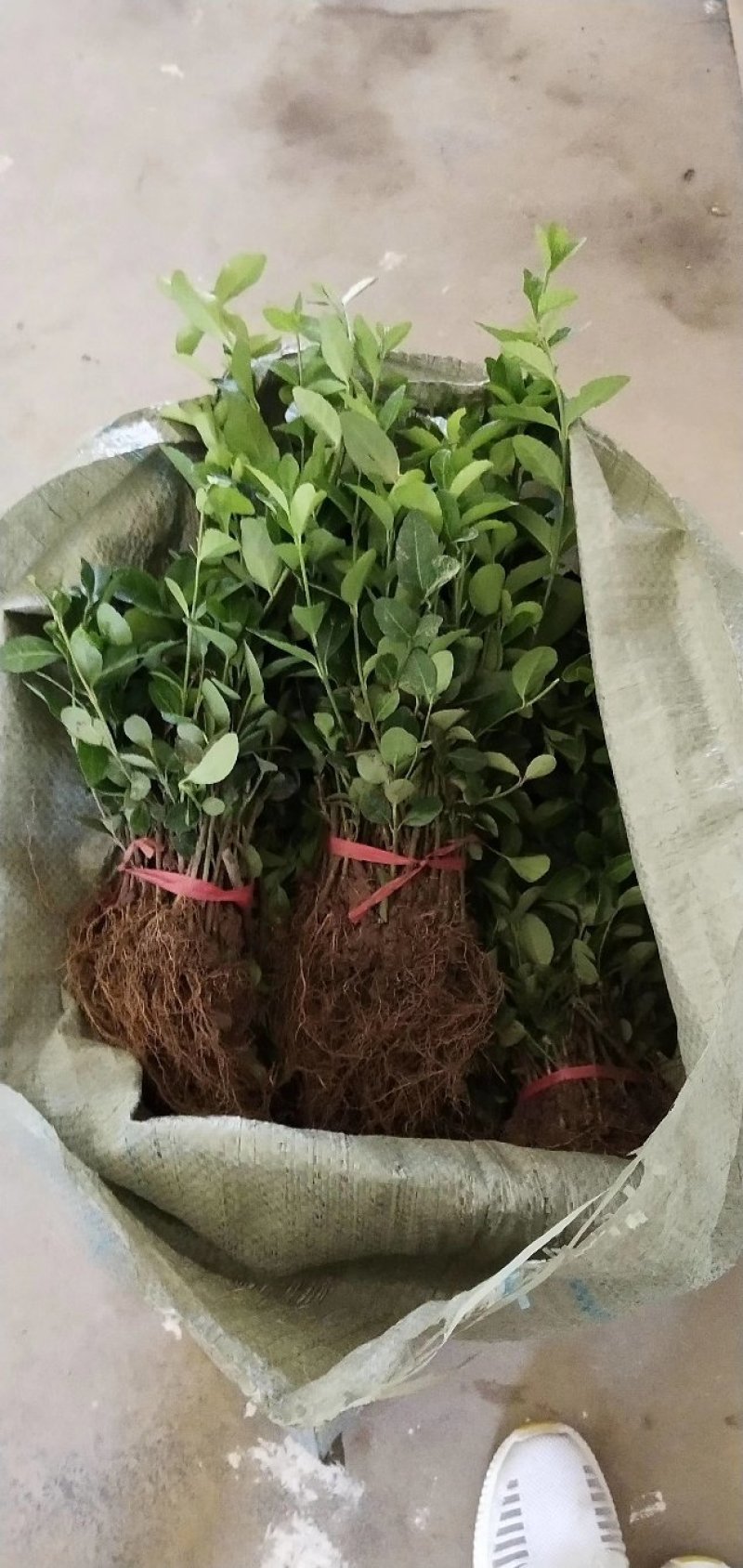 绿化苗木大小叶扶芳藤工程苗小苗床苗扶芳藤毛球净球