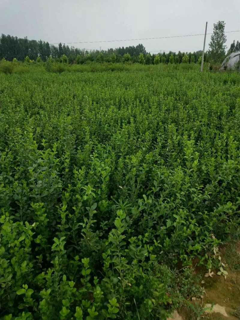 绿化苗木大小叶扶芳藤工程苗小苗床苗扶芳藤毛球净球