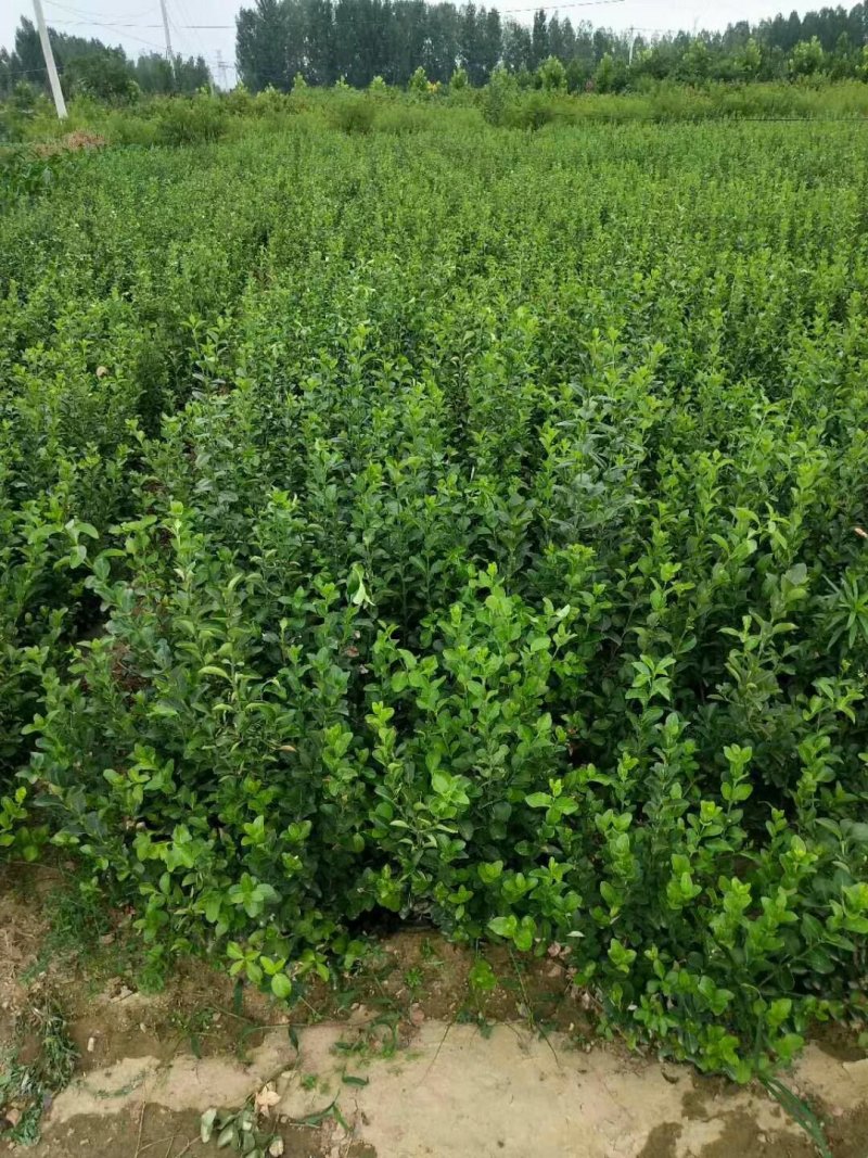 绿化苗木大小叶扶芳藤工程苗小苗床苗扶芳藤毛球净球