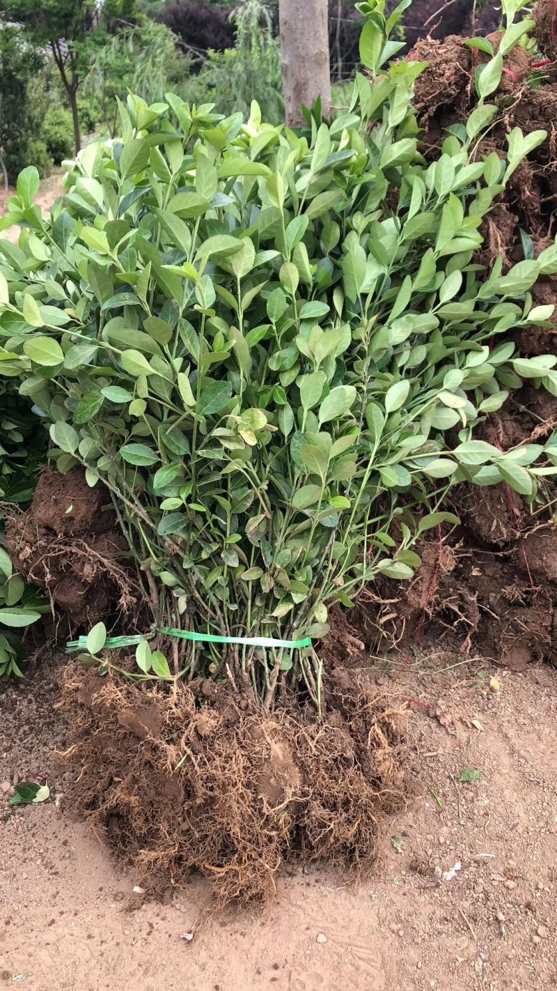 绿化苗木大小叶扶芳藤工程苗小苗床苗扶芳藤毛球净球