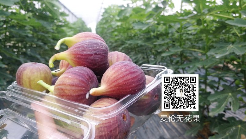 有机种植高品质无花果