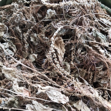 野生车前草蛤蟆衣车轮菜