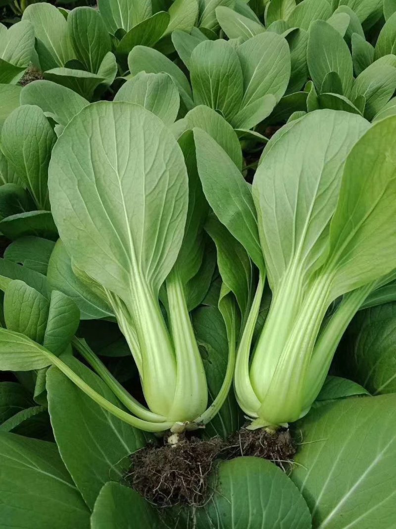 山东曹县优质蔬菜种植基地货量充足