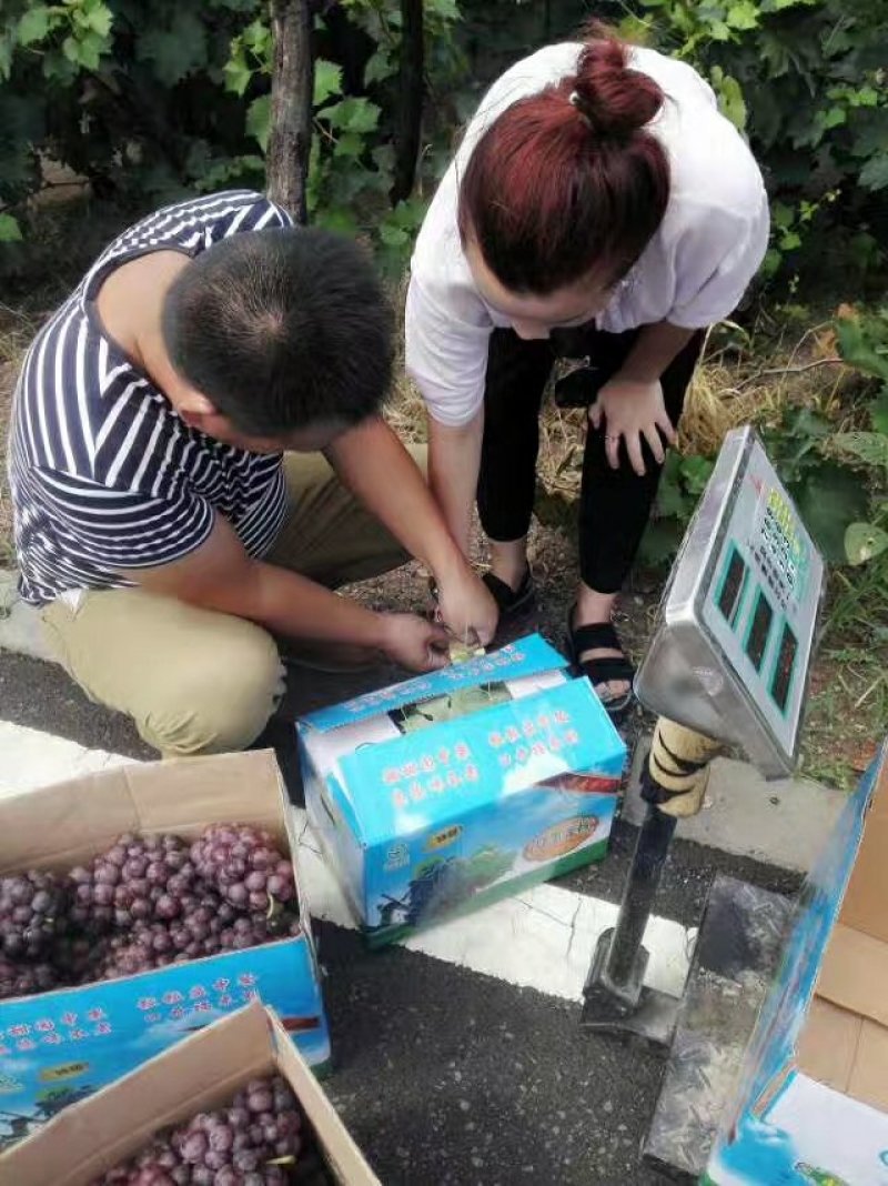 巨峰葡萄！！！