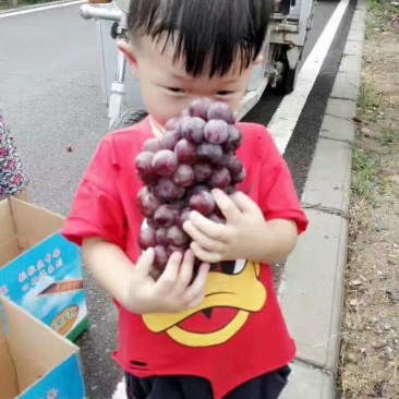 巨峰葡萄！！