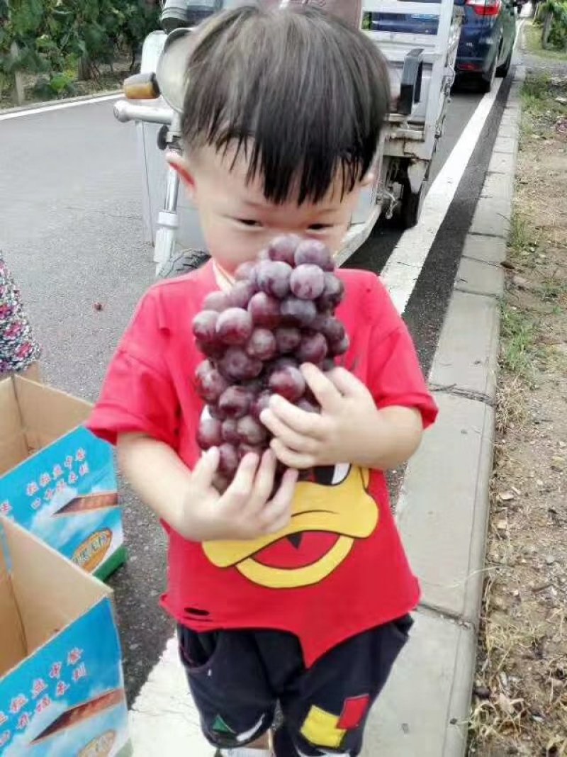 巨峰葡萄！！