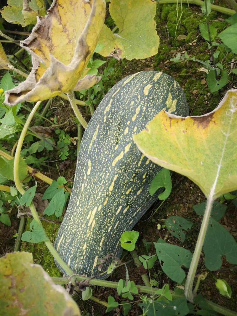 蜜本南瓜千亩基地实力供应
