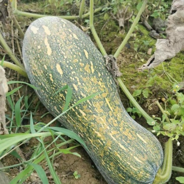 蜜本南瓜千亩基地实力供应