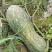 蜜本南瓜千亩基地实力供应