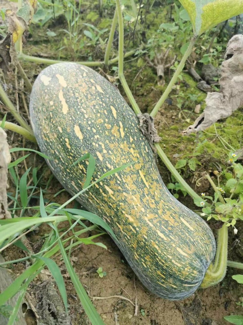 蜜本南瓜千亩基地实力供应