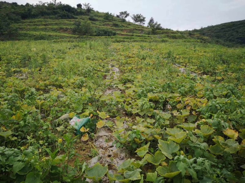 蜜本南瓜千亩基地实力供应