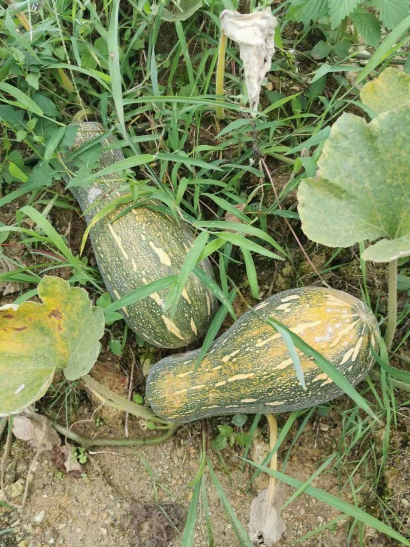 蜜本南瓜千亩基地实力供应