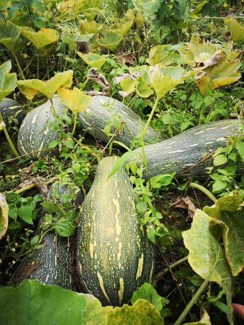 蜜本南瓜千亩基地实力供应