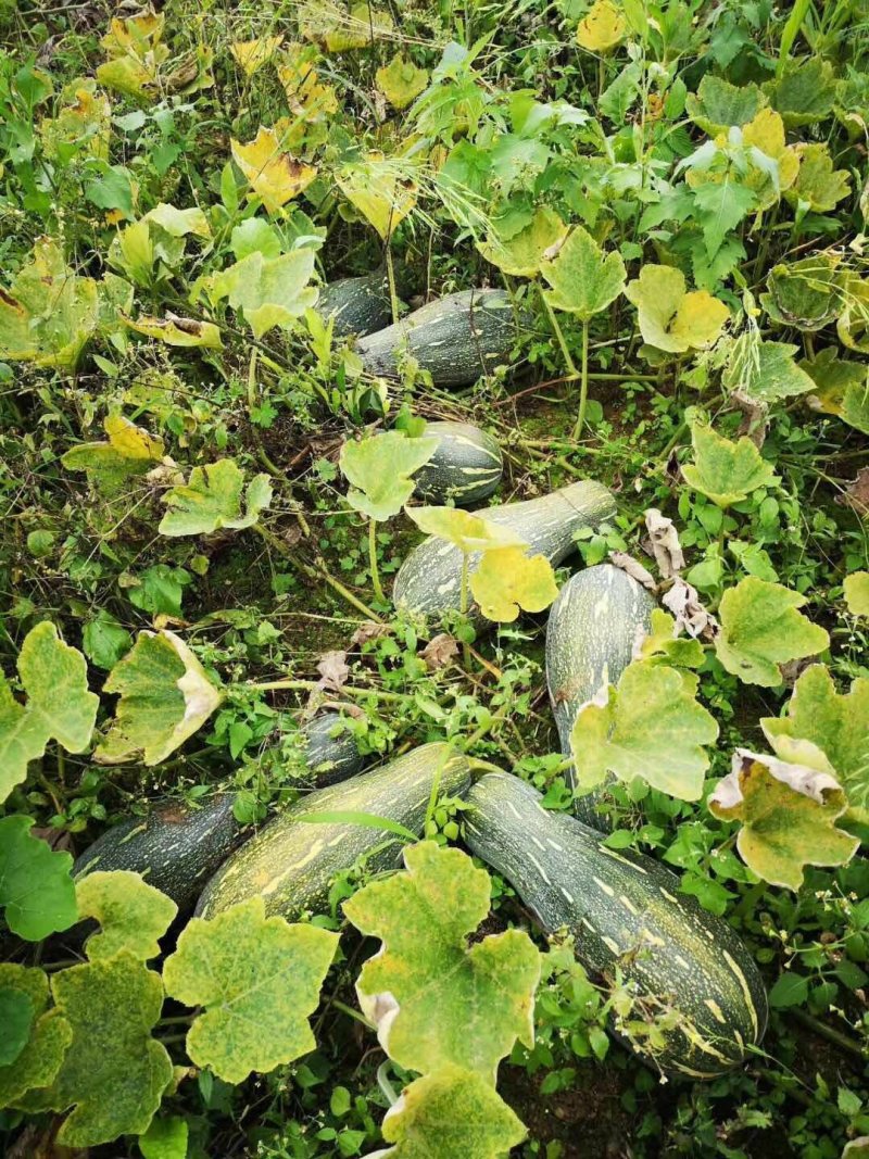 蜜本南瓜千亩基地实力供应