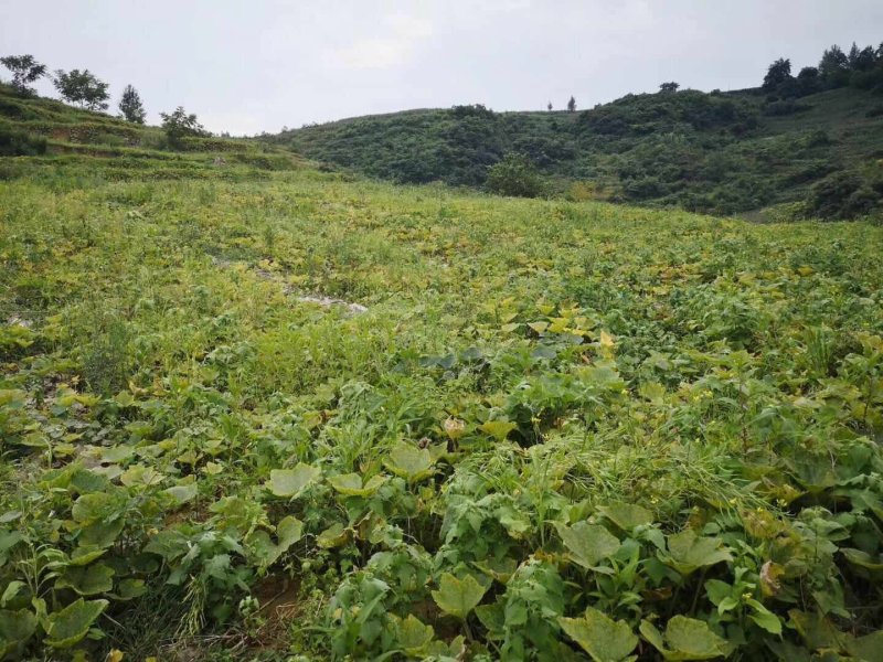 蜜本南瓜千亩基地实力供应