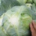 高山包菜，高品质