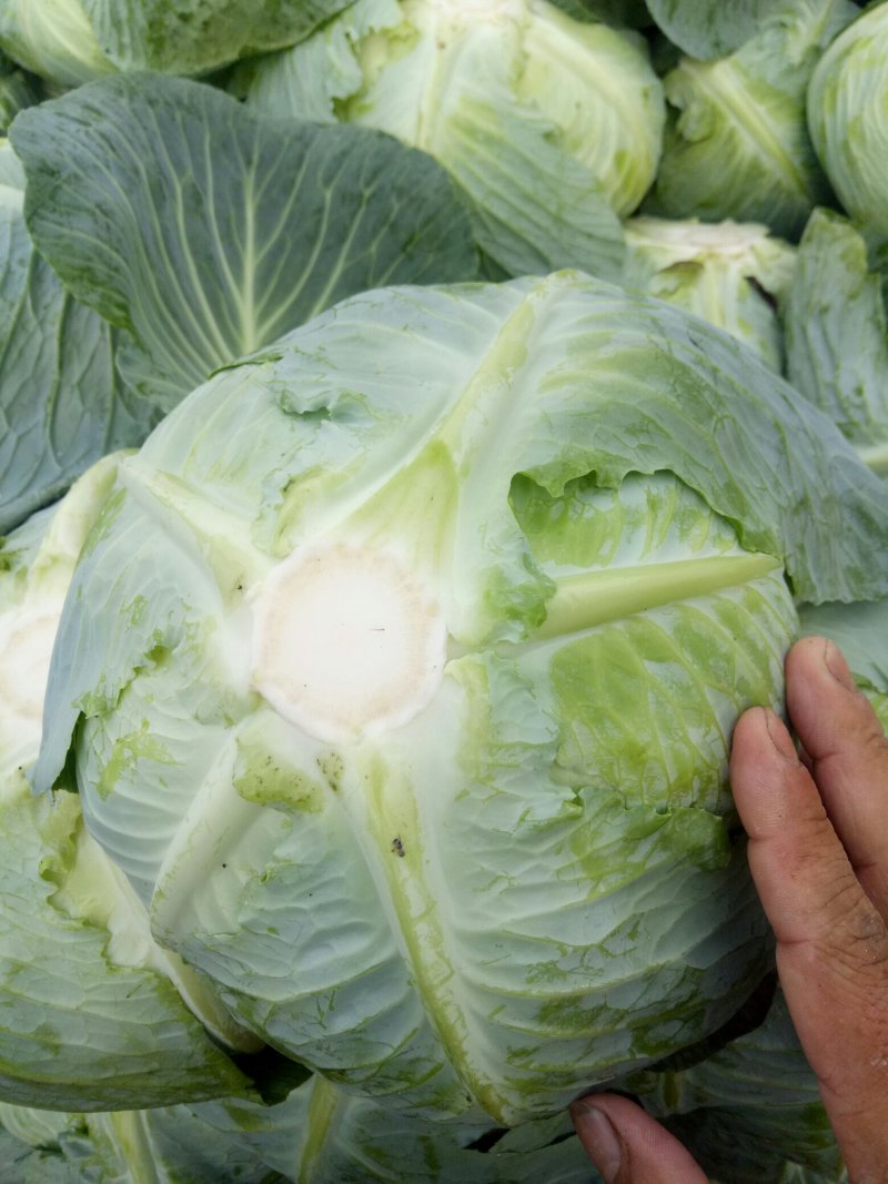 高山包菜，高品质