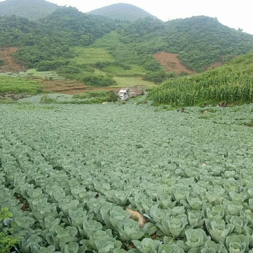 高山包菜，高品质